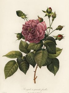 Bengáli rózsa, Rosa chinensis fajta, nagylevelű bengáli alkotó: Langlois Langlois