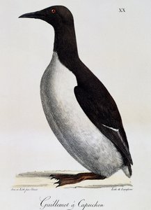 Common Guillemot (Uria aalge), a Festői utazás a világ körül című filmből