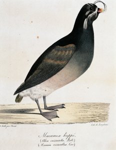 Tarajos Auklet (Aethia cristatella), a Festői utazás a világ körül