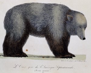 Szürke medve (Ursus griseus), a Festői utazás a világ körül című filmből