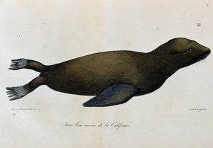 Fiatal oroszlánfóka, Kalifornia, a Scenic Voyage Around the World-ből