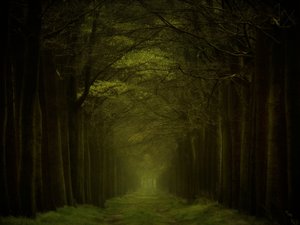 A sötét erdő ösvénye alkotó: Lars van de Goor †
