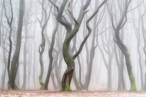 Kísérteties téli erdő alkotó: Lars van de Goor †