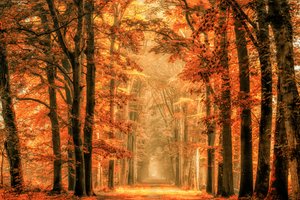 Aranyszínű őszi erdei ösvény alkotó: Lars van de Goor †