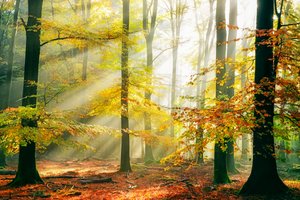 Aranyszínű erdei napsugarak alkotó: Lars van de Goor †