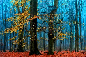 Ködös őszi erdő alkotó: Lars van de Goor †