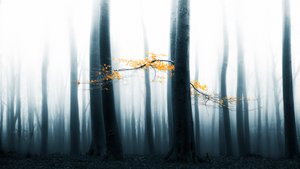A ködös erdő ragyogása alkotó: Lars van de Goor †