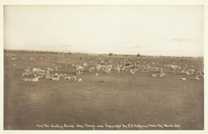 A báránytábor, 1894.