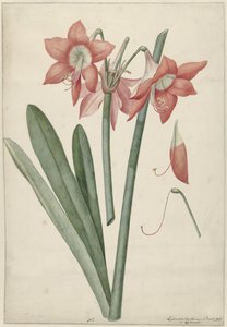 Amaryllis Haoorthia Margaritiferas alkotó: Laurens Jacobsz. van der Vinne