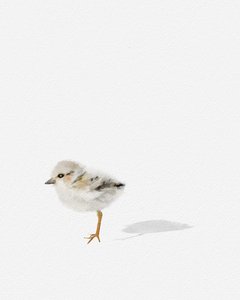 Shorebird, 2021 körül (vegyes technika)