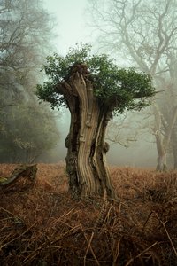 Ősi bonsai, 2025 (fotó)
