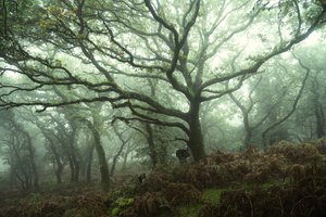Canopy, 2024 (fotó)