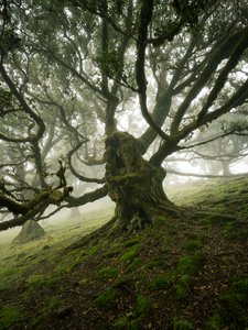 Canopy II, 2025 (fotó)
