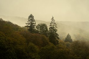 Cloud Forest III, 2024 (fotó)