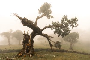 Fogborn, 2023 (fotó)