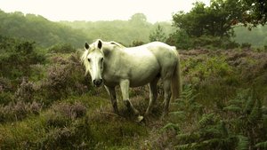 In the Gloaming, 2023 (fotó) alkotó: Lee Cooper