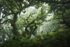 Nocturne Grove, 2020 (fotó)