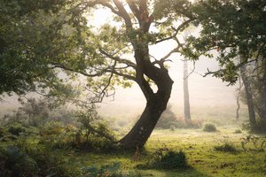 Rainroot, 2023 (fotó)