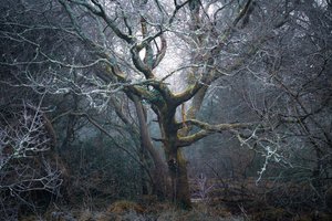 Roots of Time, 2022 (fotó)