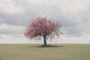 Szunnyadó óriások, 2025 (fotó)