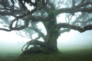 The Forest Remains IIII, 2023 (fotó)