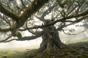 The Forest Remains II, 2023 (fotó) alkotó: Lee Cooper