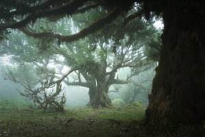 The Gathering Wood, 2023 (fotó)