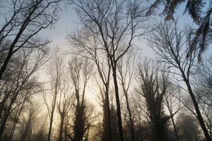 Woodland Reverie, 2023 (fotó)