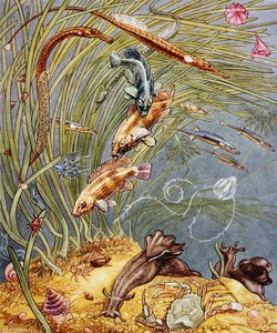 Illusztráció a „Sea-Shore Life in Britain” című könyvből, 1947-ben nyomtatva (színes litó)