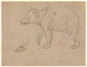 Egy sétáló medve alkotó: Leonardo da Vinci