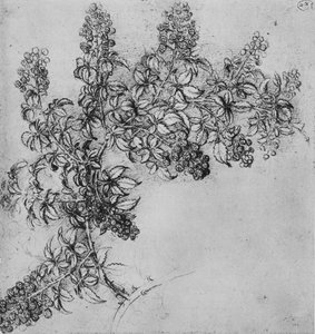 A Blackberry ága, c1480, 1945 alkotó: Leonardo da Vinci