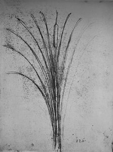 Egy gyékény, c1480, 1945 alkotó: Leonardo da Vinci