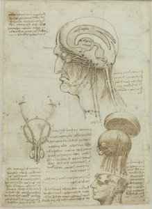 Kéziratos lap anatómiai rajzokkal és jegyzetekkel, 1506-1508. alkotó: Leonardo da Vinci