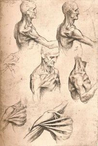Anatómiai rajz, c1472-c1519 1883 alkotó: Leonardo da Vinci
