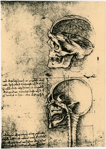 Anatómiai vázlat, két tanulmány egy emberi koponyáról, c1489 alkotó: Leonardo da Vinci