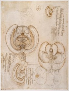 Anatomiestudien alkotó: Leonardo da Vinci