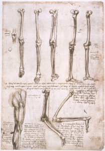 Anatomiestudien alkotó: Leonardo da Vinci