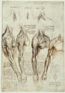 Anatomiestudien alkotó: Leonardo da Vinci