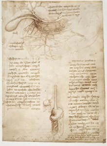 Anatomiestudien alkotó: Leonardo da Vinci