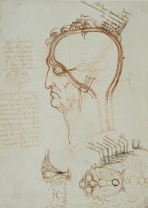 Anatomiestudien alkotó: Leonardo da Vinci