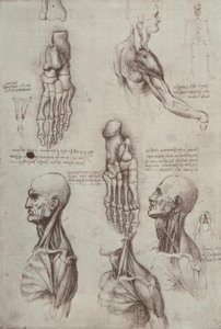 Anatomiestudien alkotó: Leonardo da Vinci