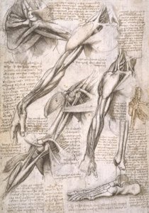 Anatomiestudien alkotó: Leonardo da Vinci