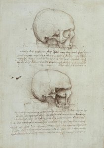 Anatomiestudien alkotó: Leonardo da Vinci