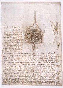 Anatomiestudien alkotó: Leonardo da Vinci