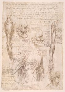 Anatomiestudien alkotó: Leonardo da Vinci