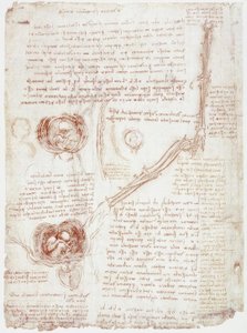 Anatómiai tanulmányok: a könyökízület mozgása / magzat méhen belül alkotó: Leonardo da Vinci