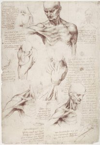 Anatómiai vizsgálatok: a nyak és a váll felszíni izmai alkotó: Leonardo da Vinci