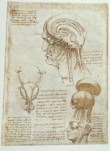 Anatómiai vizsgálatok: agy, kamrák és agyidegek / férfi alkotó: Leonardo da Vinci