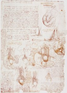 Anatómiai tanulmányok: köldökzsinór / magzat ... alkotó: Leonardo da Vinci