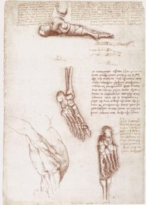 Anatómiai tanulmányok: A váll felszíni anatómiája / A láb csontjai alkotó: Leonardo da Vinci